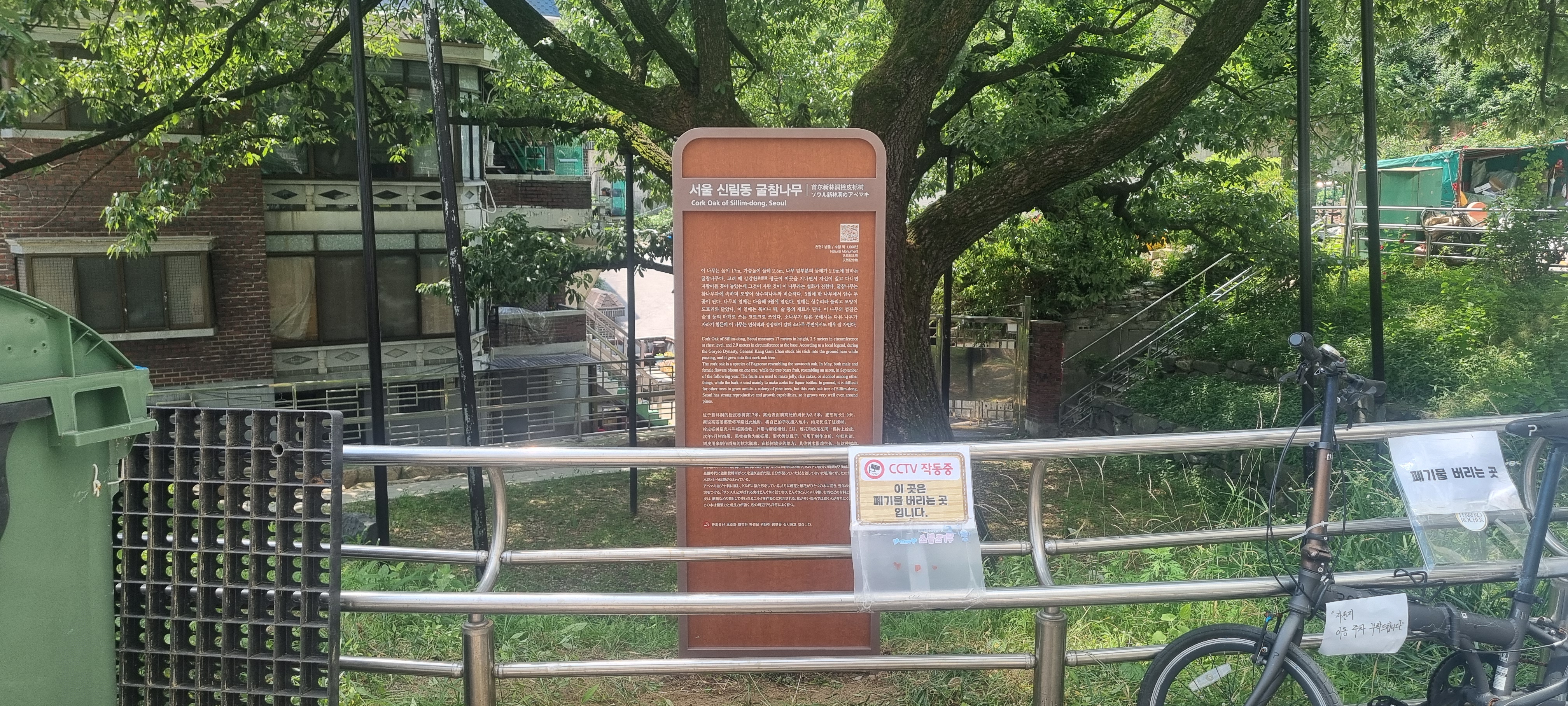 서울 신림동 굴참나무